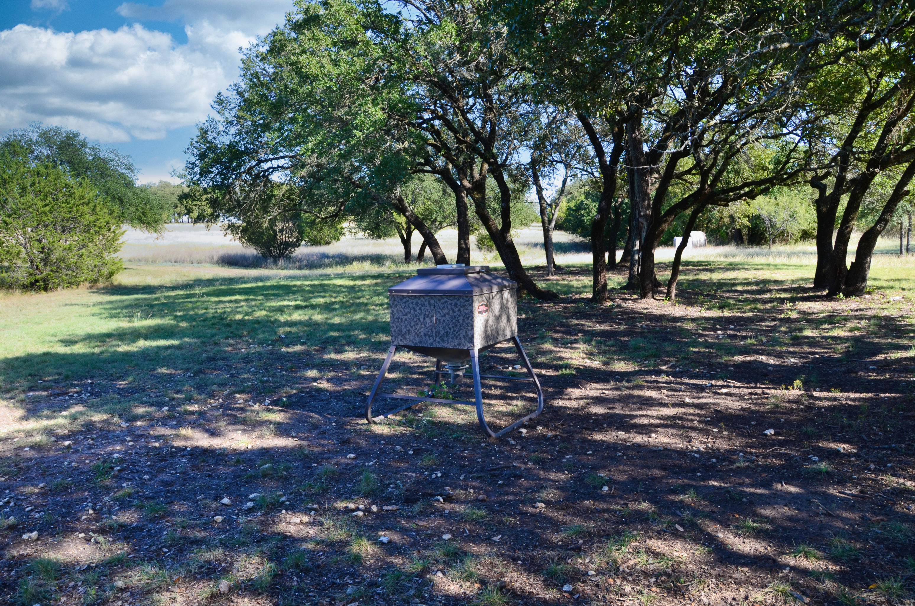deer feeding naturally in open field